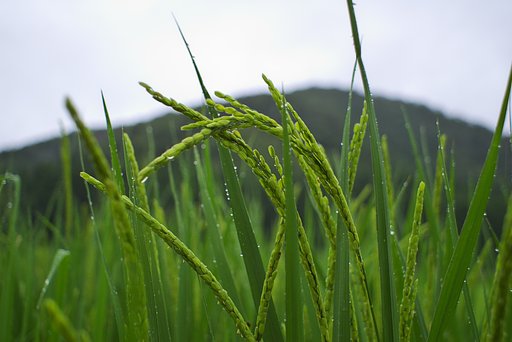 二つ目の田のコシヒカリ!