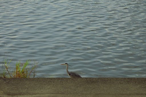 【流】淀は流れて