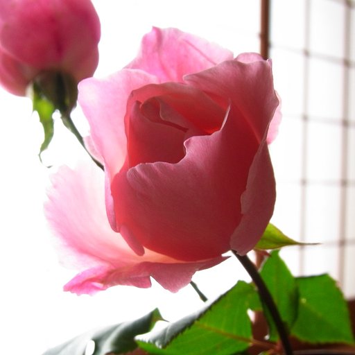 花瓶の一輪