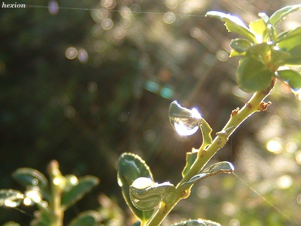 朝の光