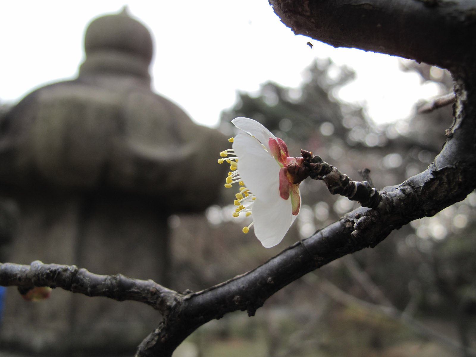 梅と石灯ろう