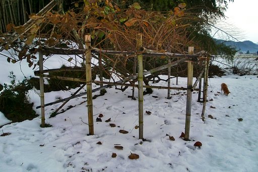 キウイのを収穫し、少し剪定