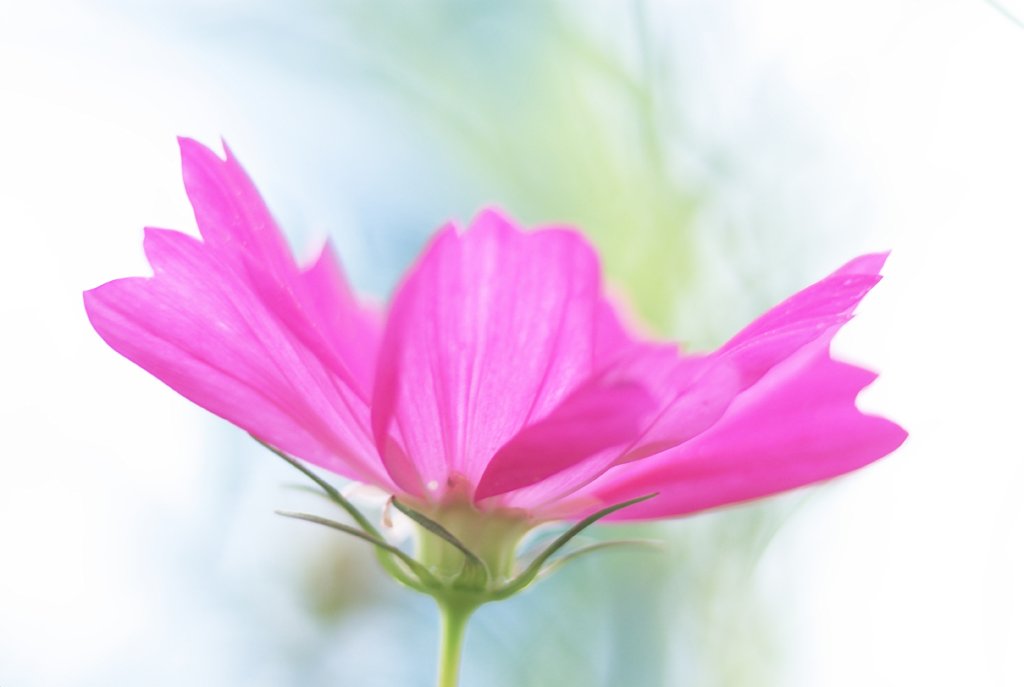 秋桜　Ver2