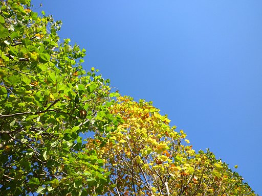 葉＆空