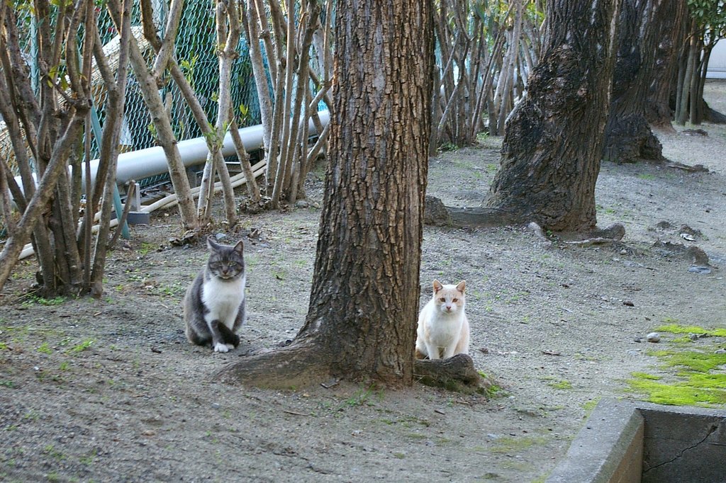 【猫】ふつつかものですがよろしゅうおねがいしますえ