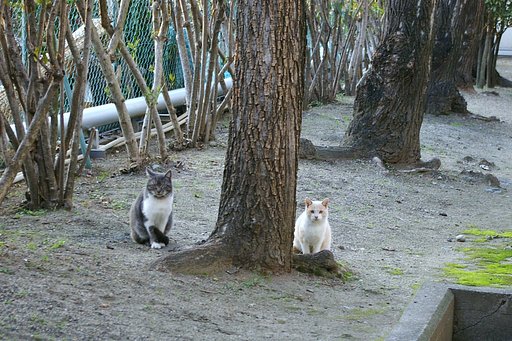 【猫】ふつつかものですがよろしゅうおねがいしますえ
