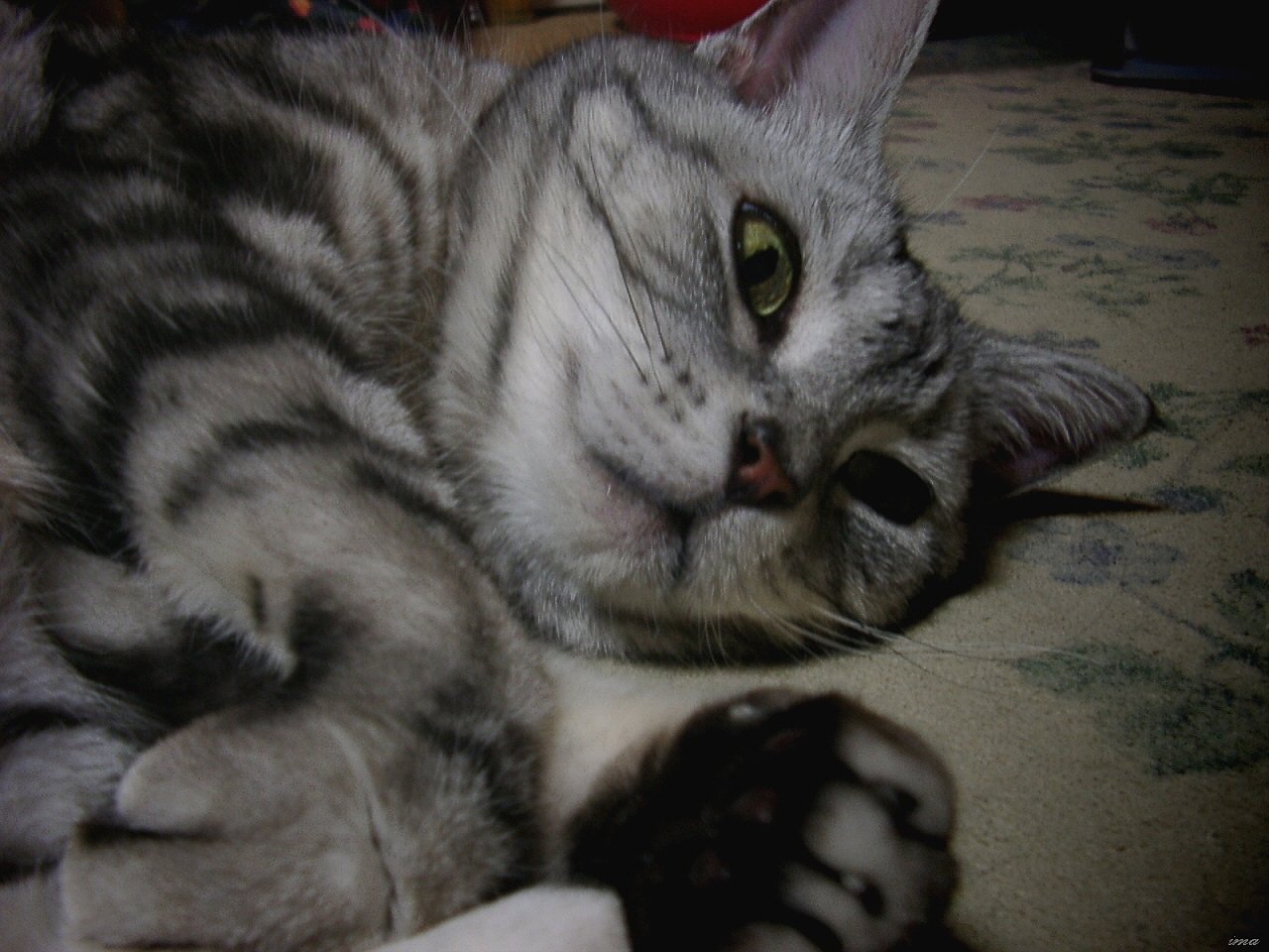 【猫】自分だけの世界