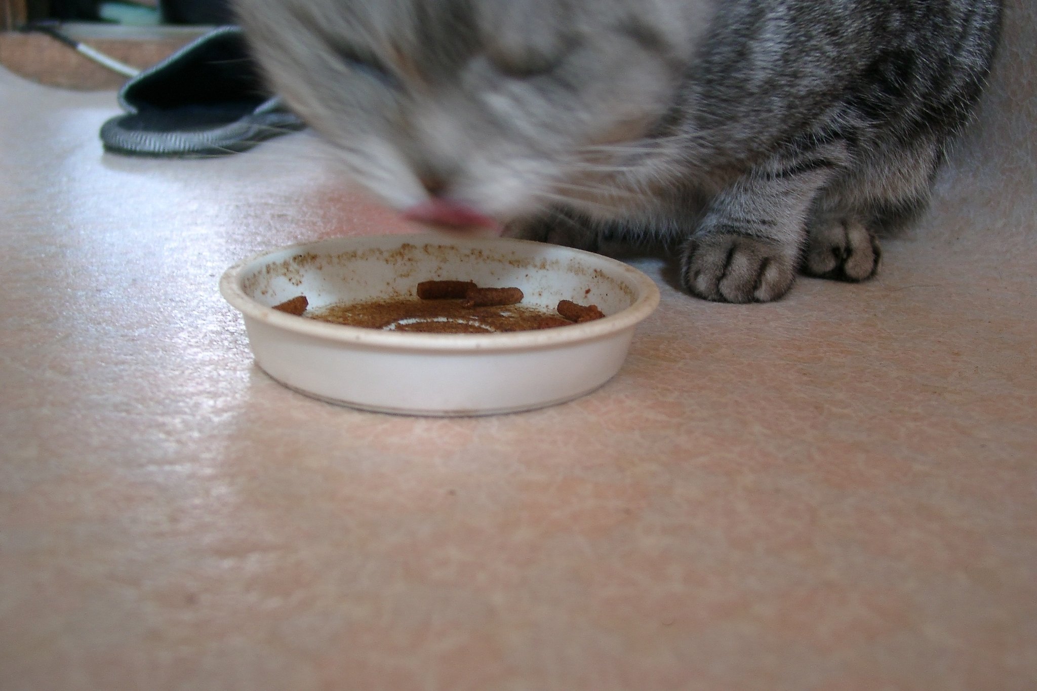 【猫】お食事中!
