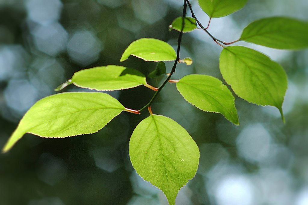 若葉（Old　Lens　test　2）