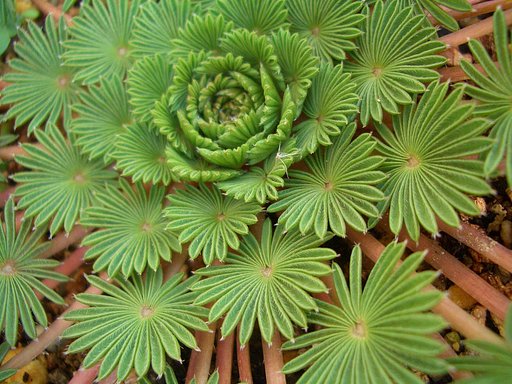 花は未だですが・・。