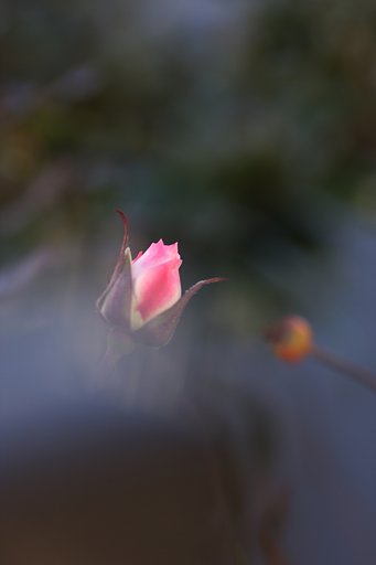 ぬくもり