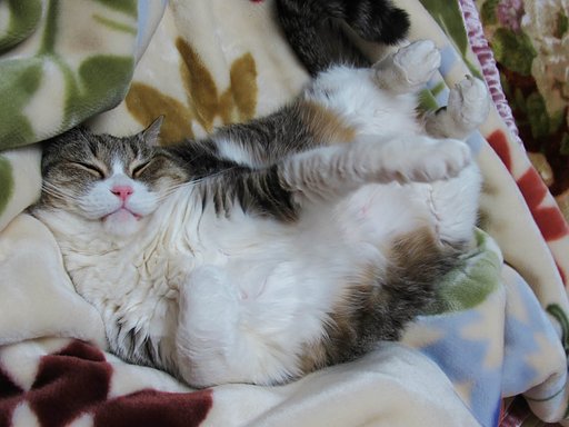 猫パーンチ