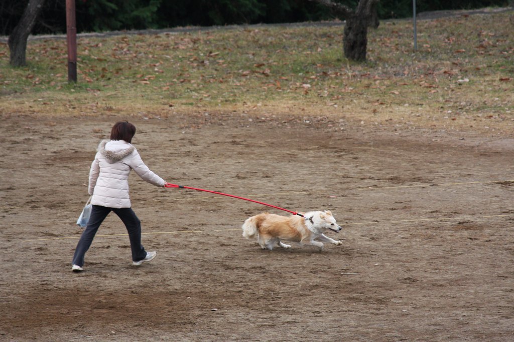 調教