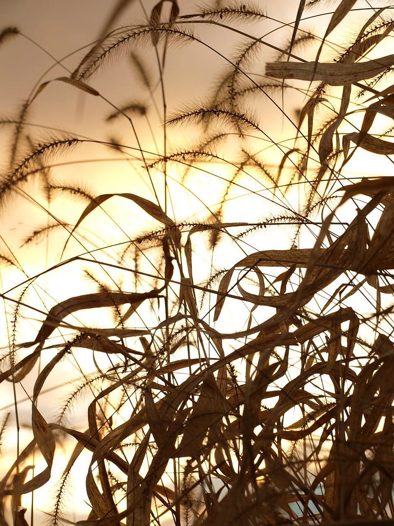秋の終わりの草