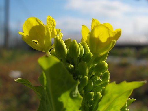 菜の花