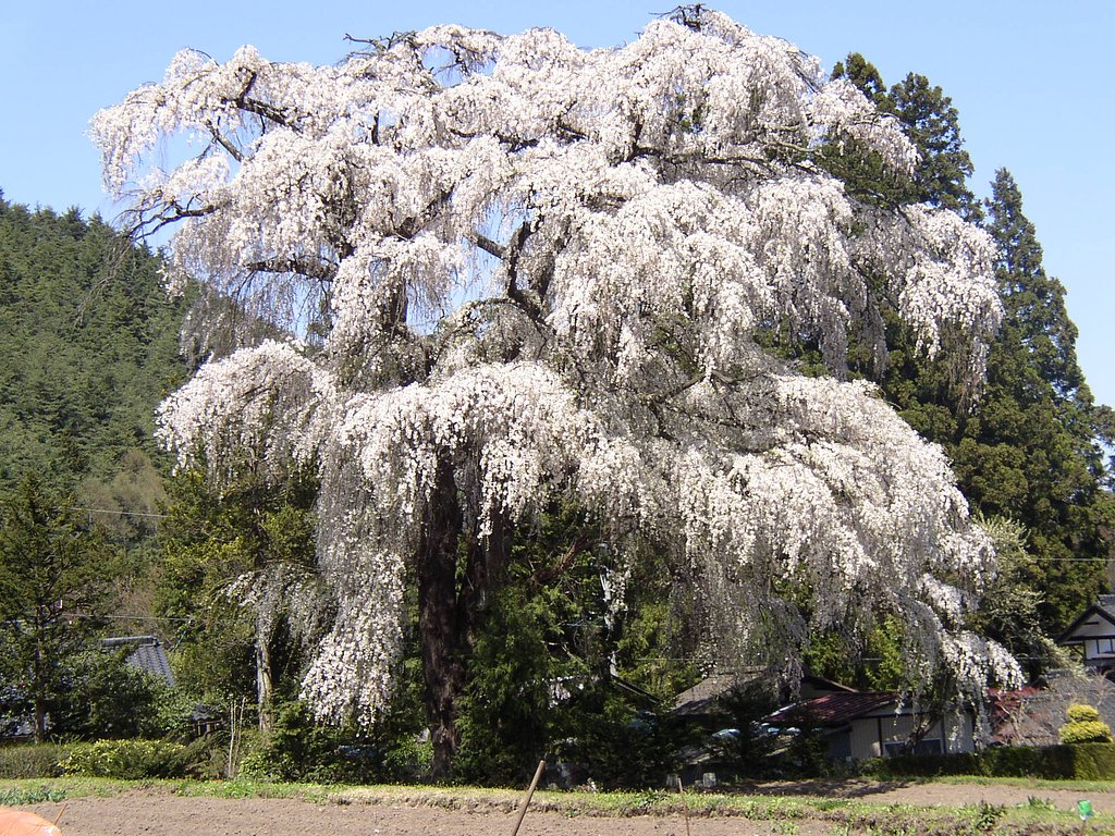 大桜