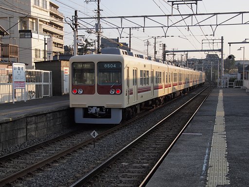 くぬぎ山のタヌキ