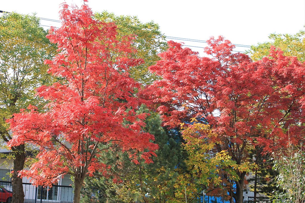 派手派手紅葉