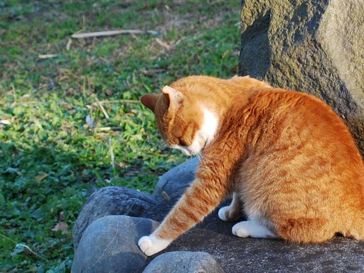 反省！【猫】　（＝⌒・⌒＝）ニャン