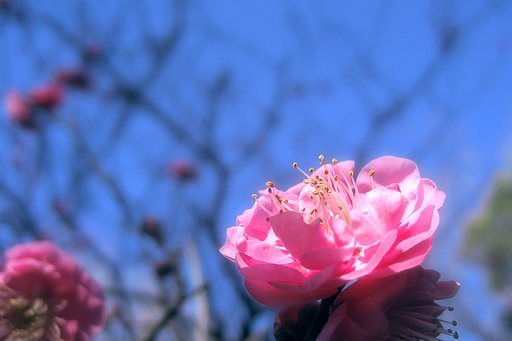 【あした】梅の頃