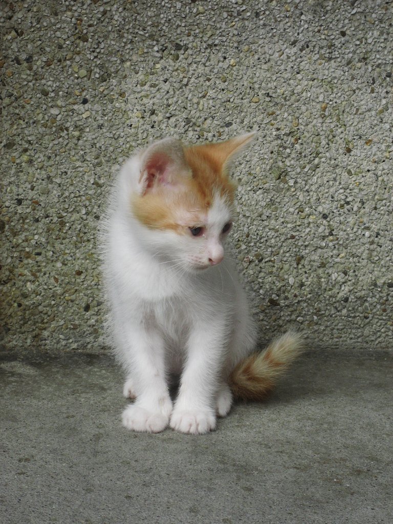 【猫】野良子猫デビュー２