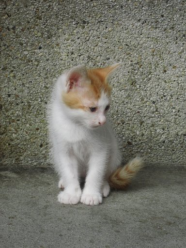 【猫】野良子猫デビュー２