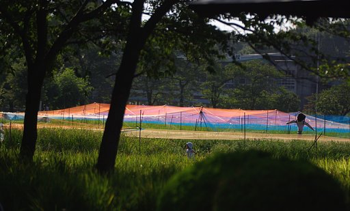 東京の田んぼ