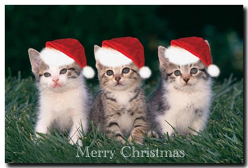 Merry Christmas[猫]