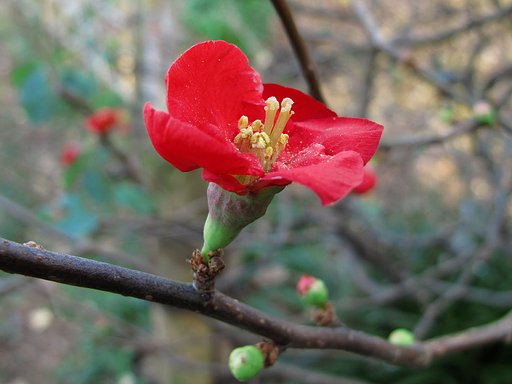 ボケの花