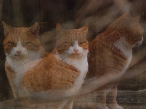 【猫】　分身の術（＝⌒・⌒＝）ニャン
