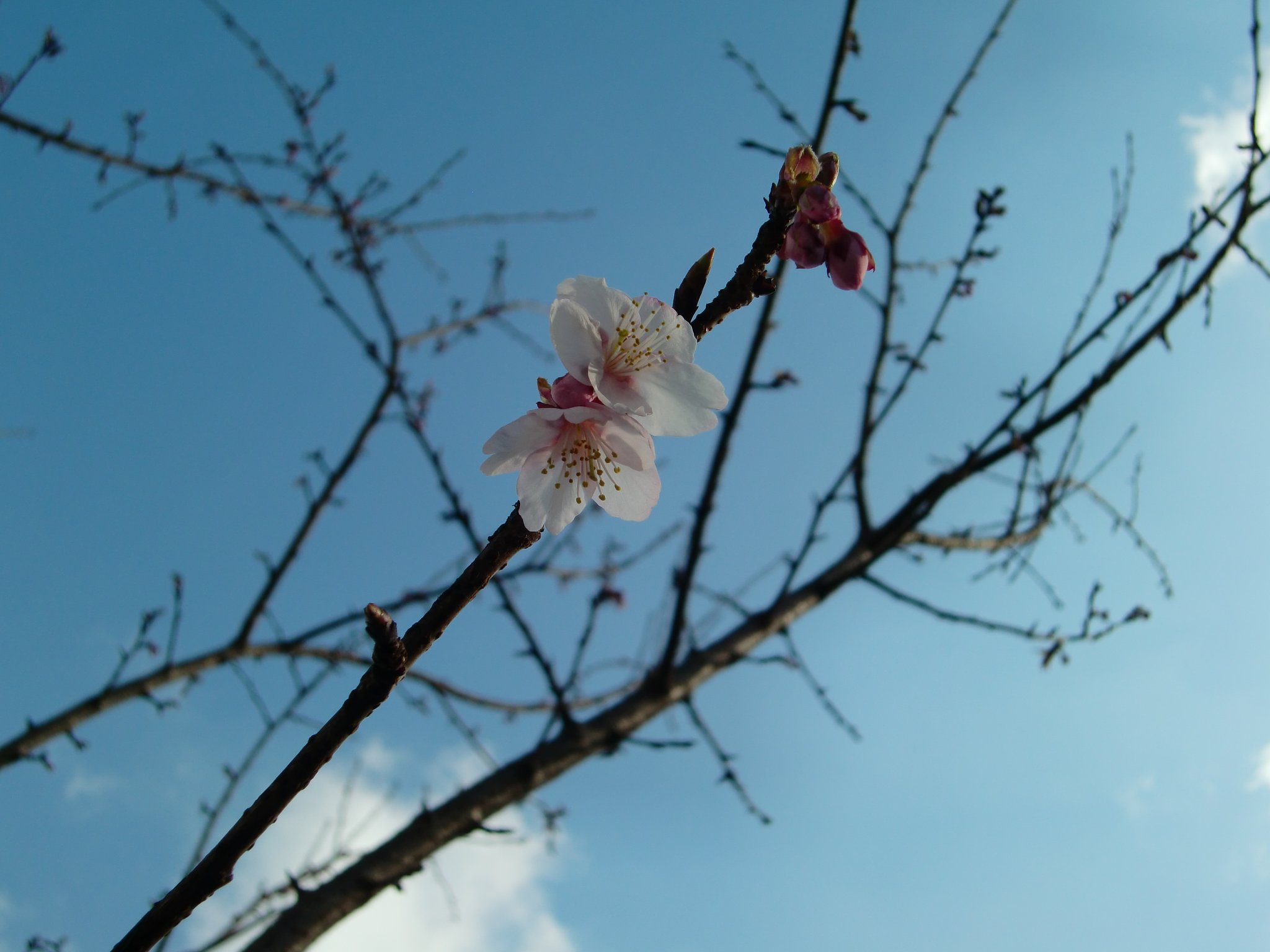 ‘あたみ桜’が、ちら！ほら！