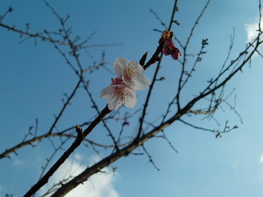 ‘あたみ桜’が、ちら！ほら！