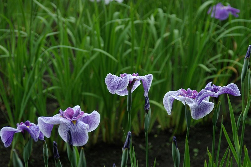 去年の花ショウブ