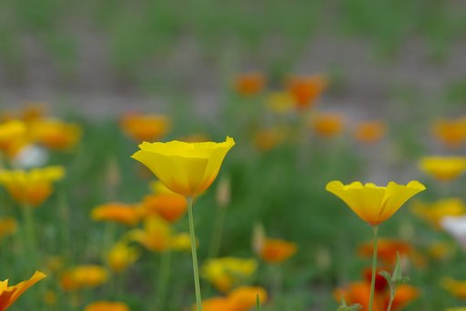 カリフォルニアポピー