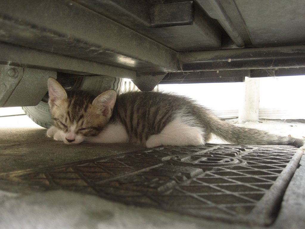 【猫】子猫おねむ