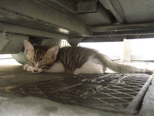 【猫】子猫おねむ