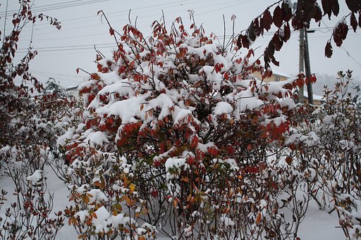 初雪