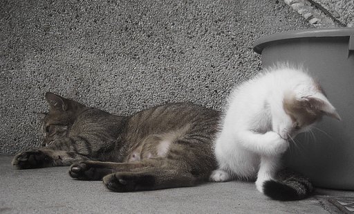 【やすらぎ】こねことまま