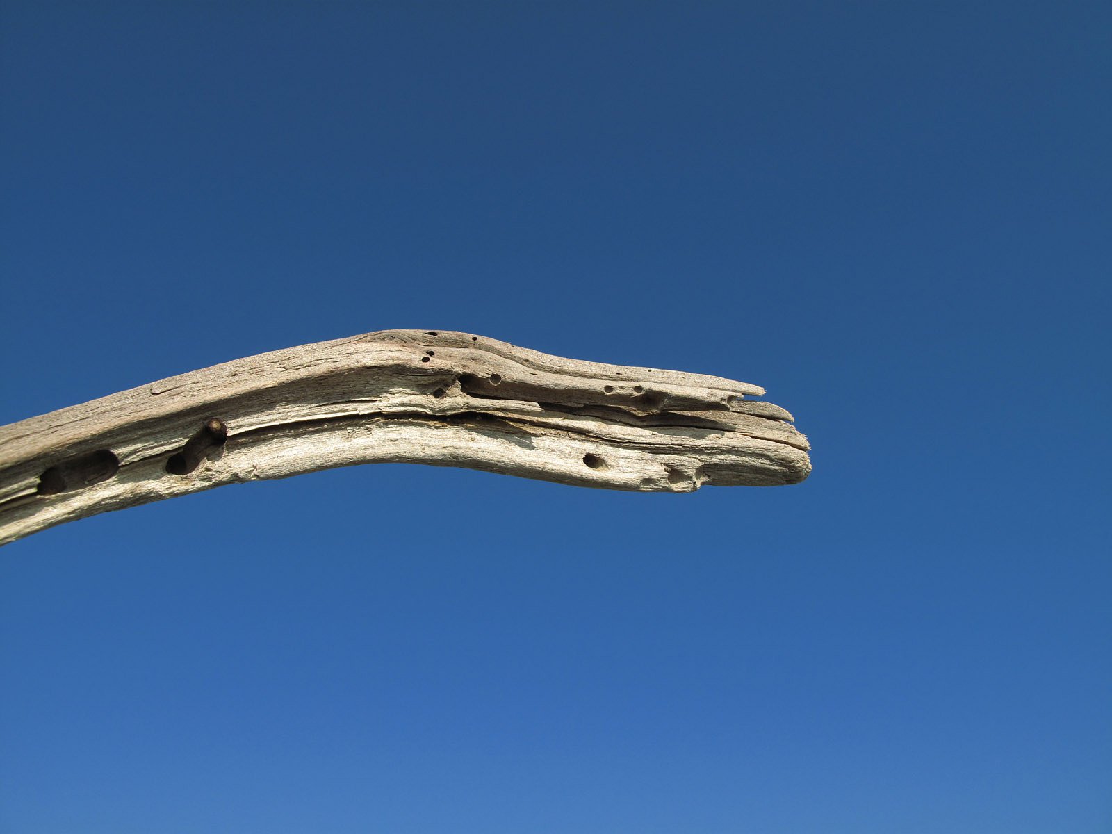 空に流木