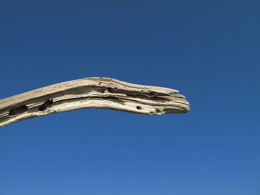 空に流木