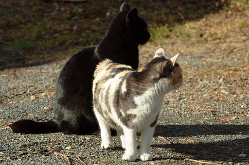 【猫】ぇええ〜。ほい！