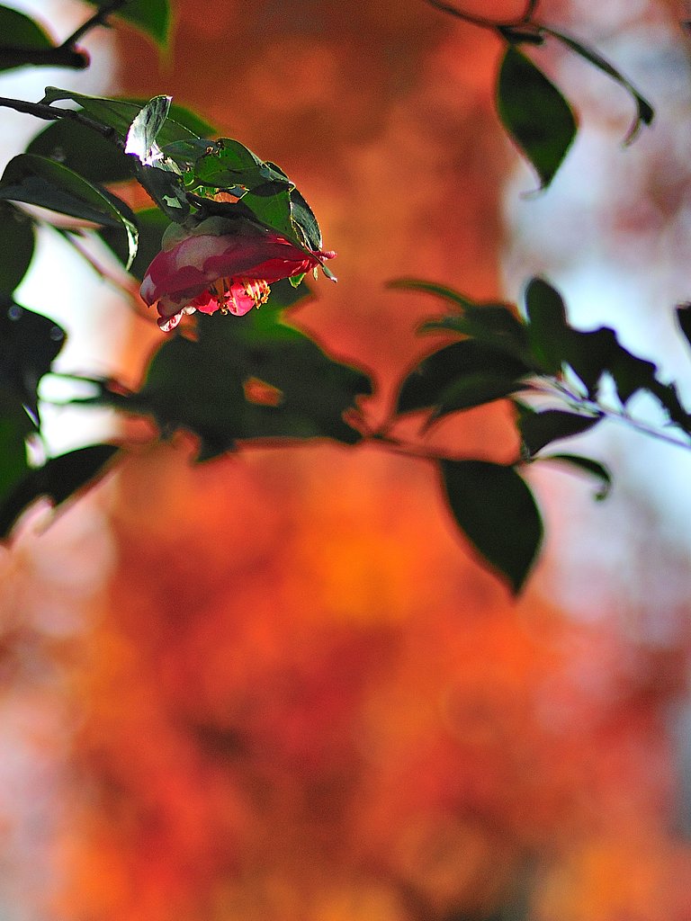 もゆる秋と控えめな冬