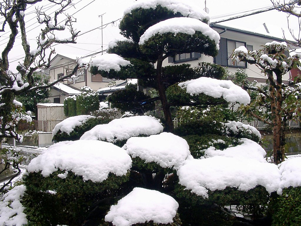 ◆雪のわが庭-B