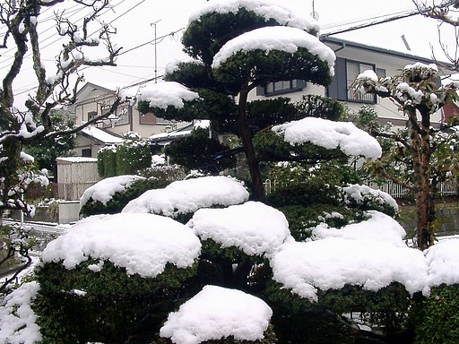 ◆雪のわが庭-B