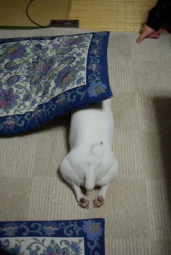 うちのジャック