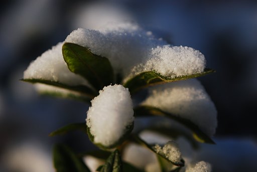雪化粧