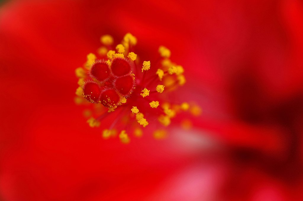 紅のしべ　Ⅱ