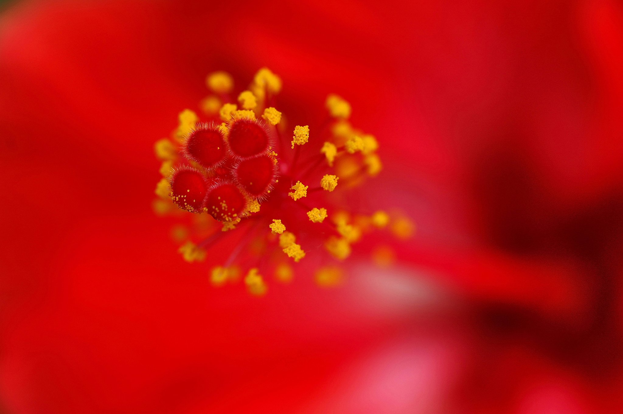 紅のしべ　Ⅱ