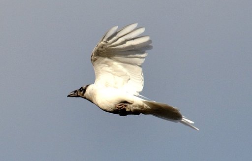 カラス