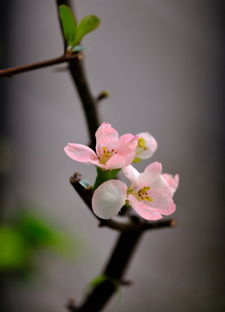 ボケの花